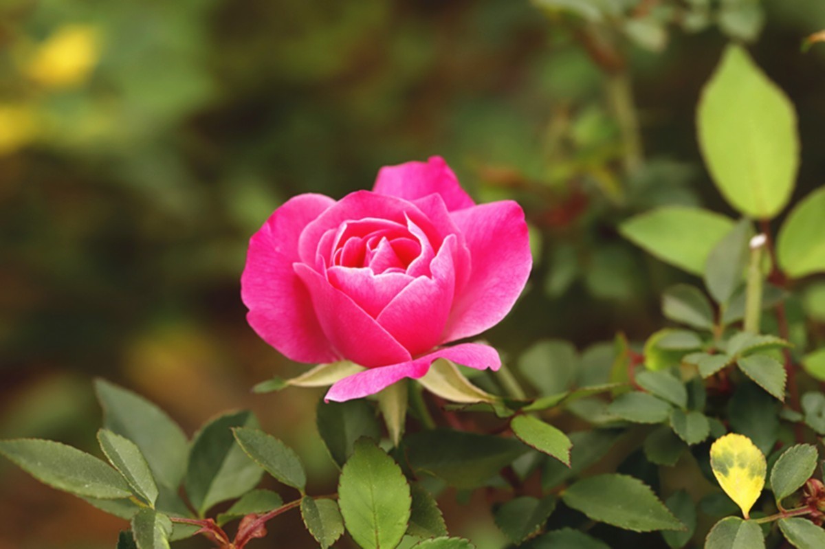 月季花四季如春开不厌