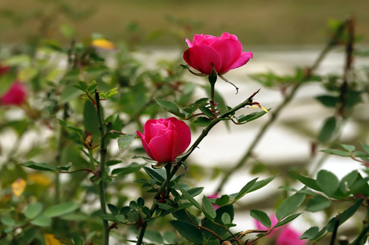 月季花四季如春开不厌