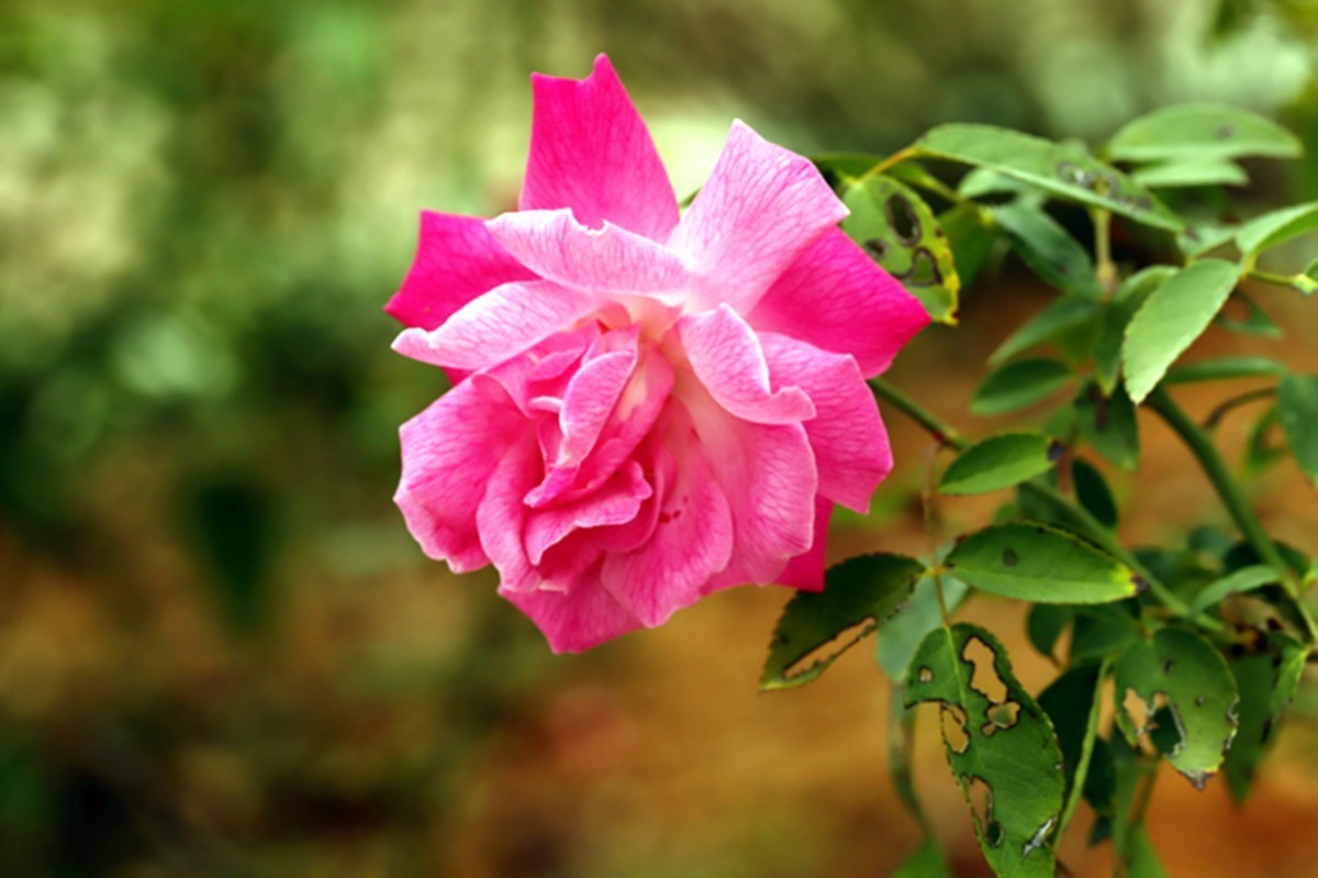 月季花四季如春开不厌