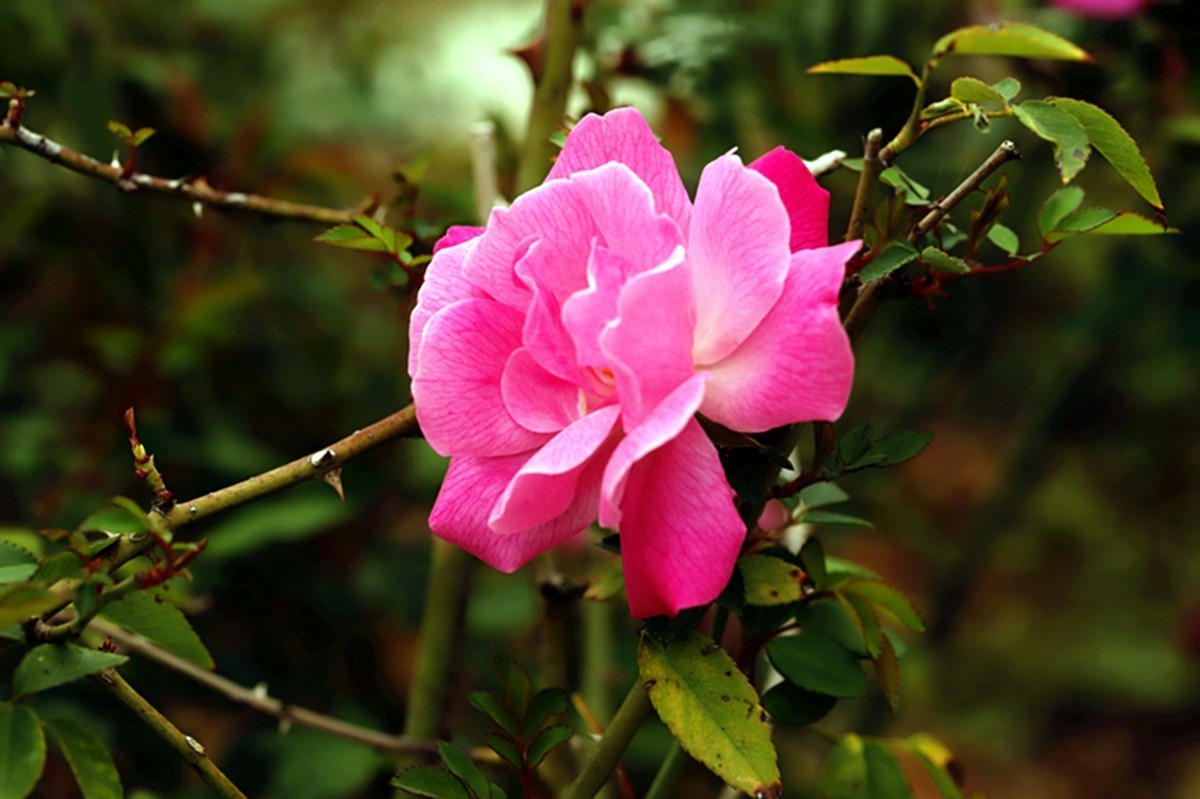 月季花四季如春开不厌