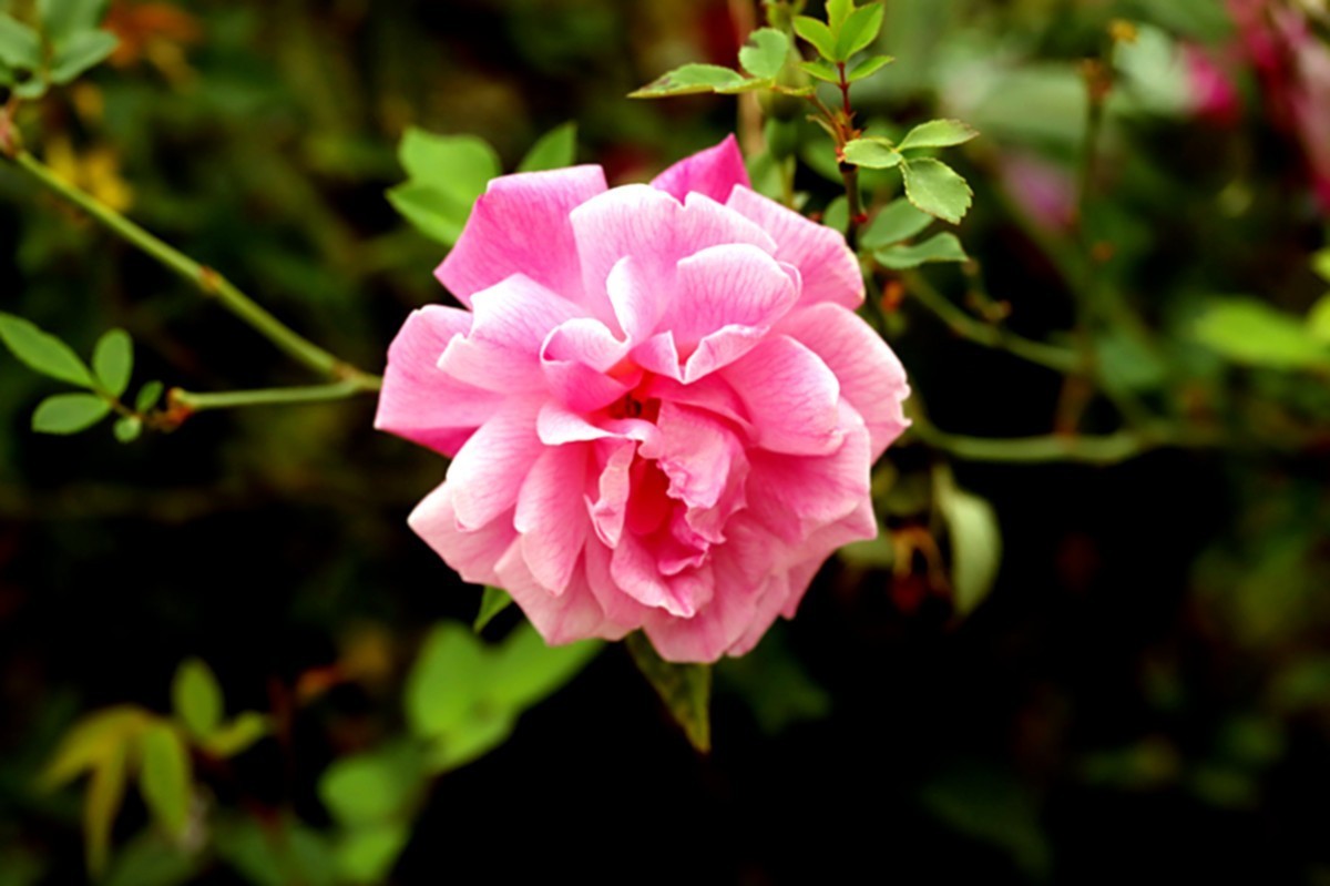 月季花四季如春开不厌