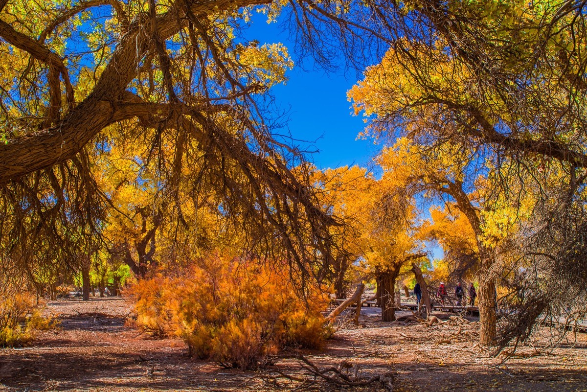 额济纳胡杨林三道桥