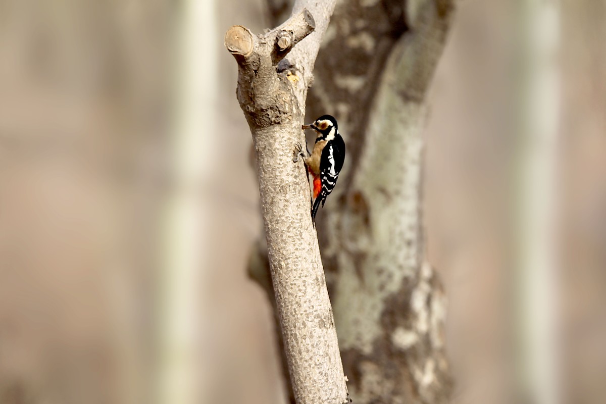 乌海植物园的啄木鸟