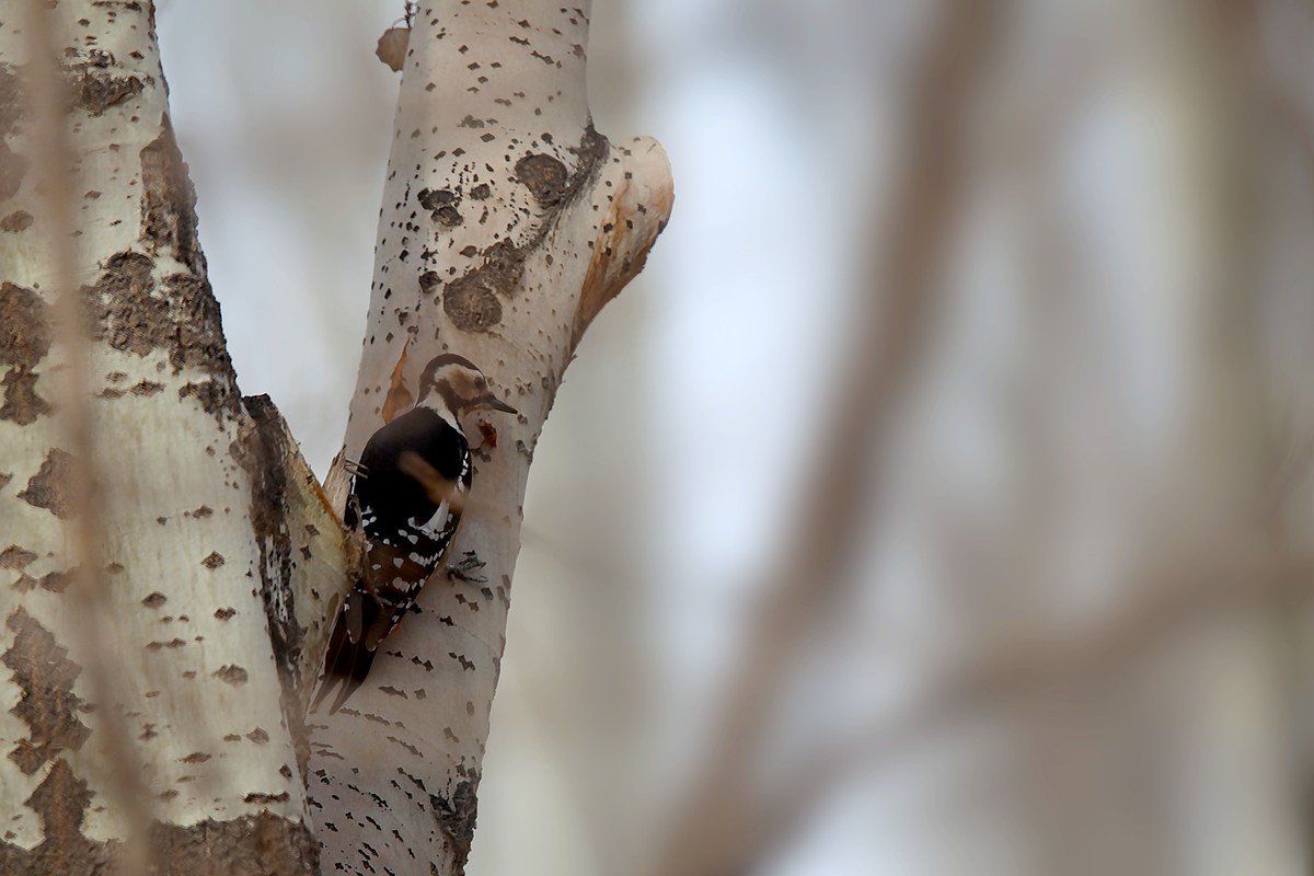 乌海植物园的啄木鸟