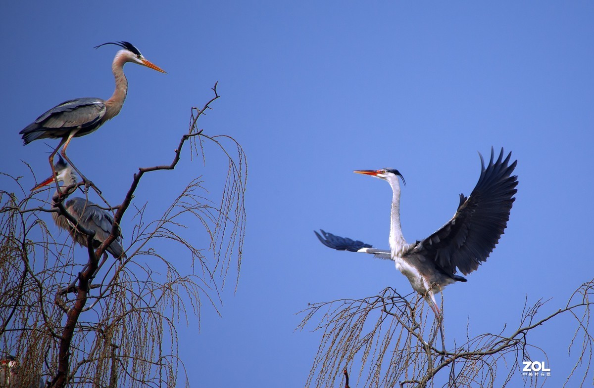 我十年中都没有拍过几次鸟，昨天麋鹿苑遛弯瞎拍！见笑啦！