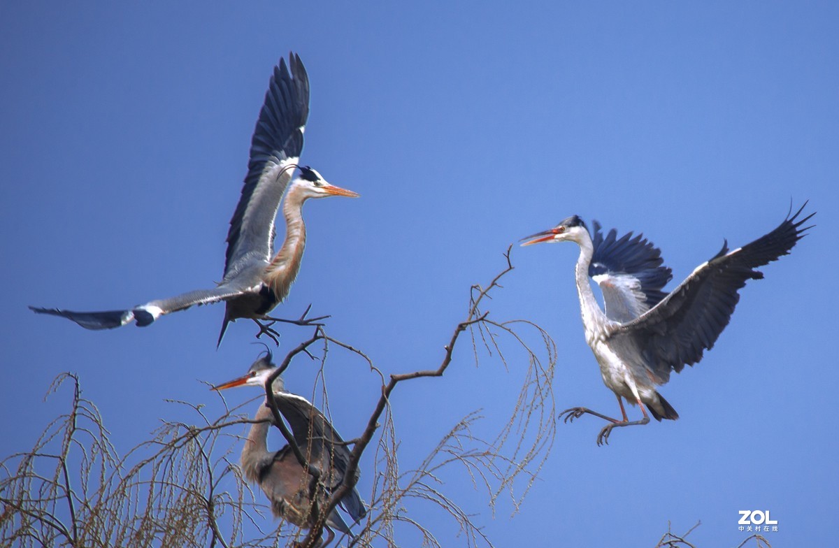 我十年中都没有拍过几次鸟，昨天麋鹿苑遛弯瞎拍！见笑啦！