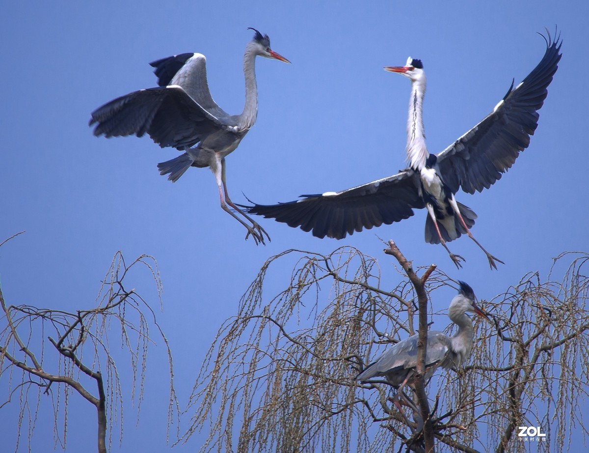 我十年中都没有拍过几次鸟，昨天麋鹿苑遛弯瞎拍！见笑啦！