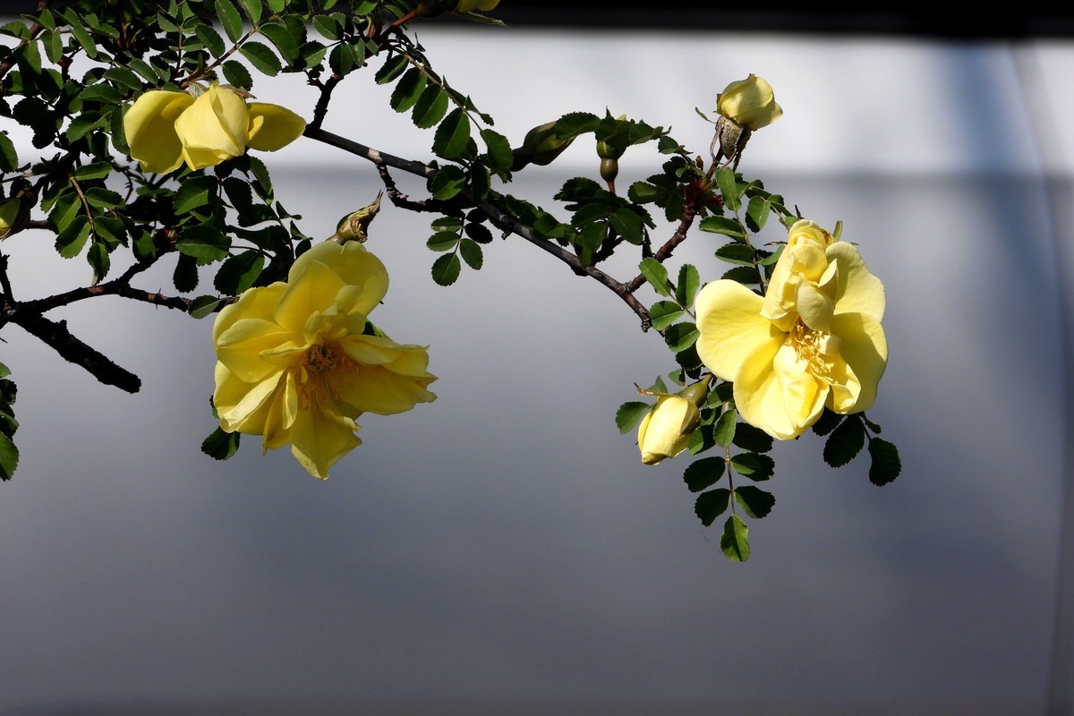 五一时节花正黄