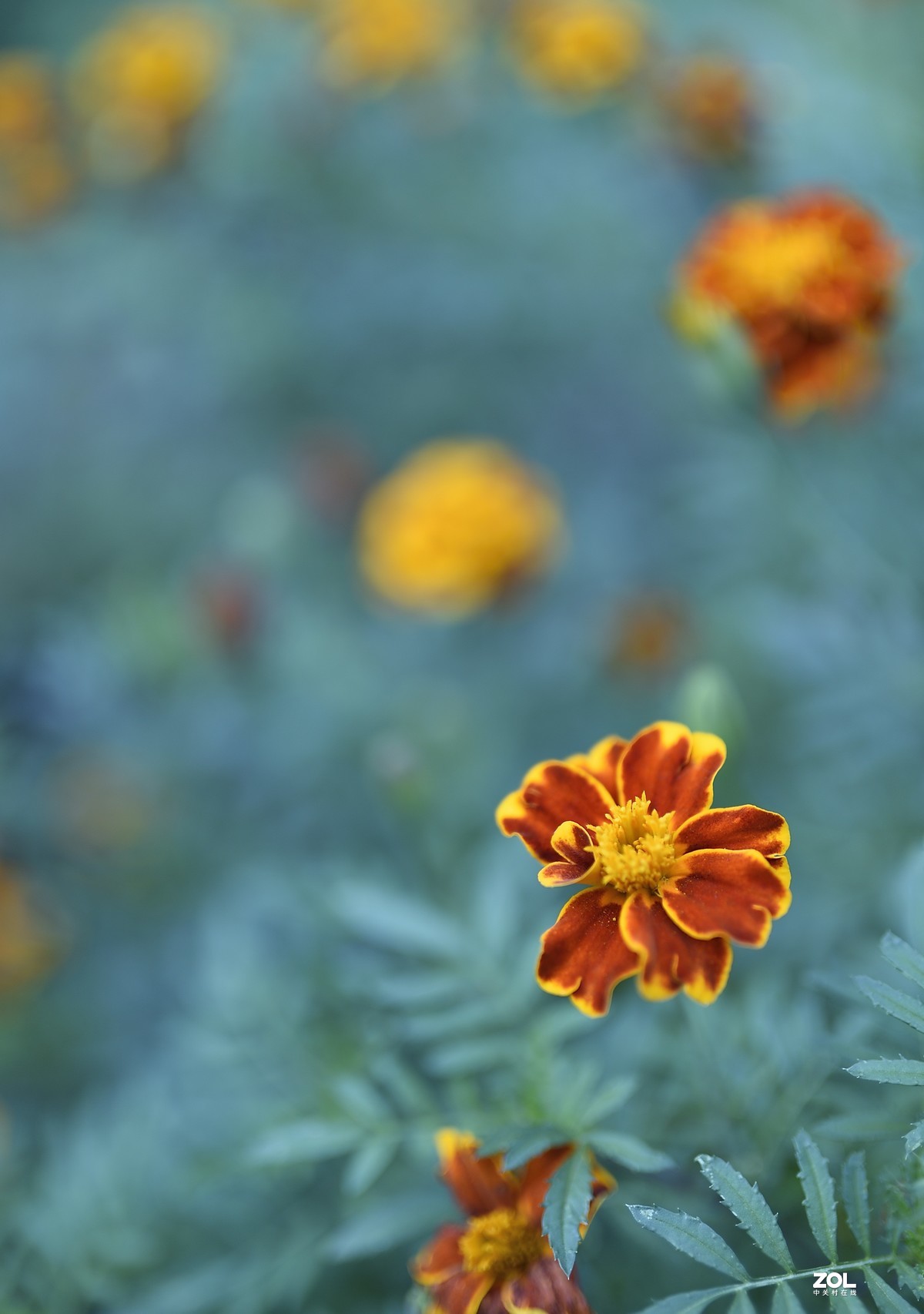 2021夏末压抑之微距