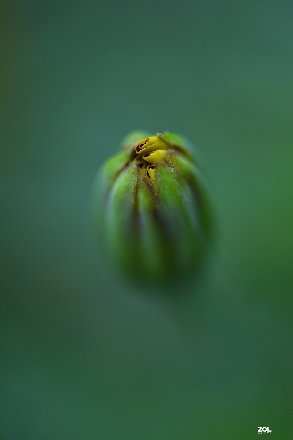 2021夏末压抑之微距