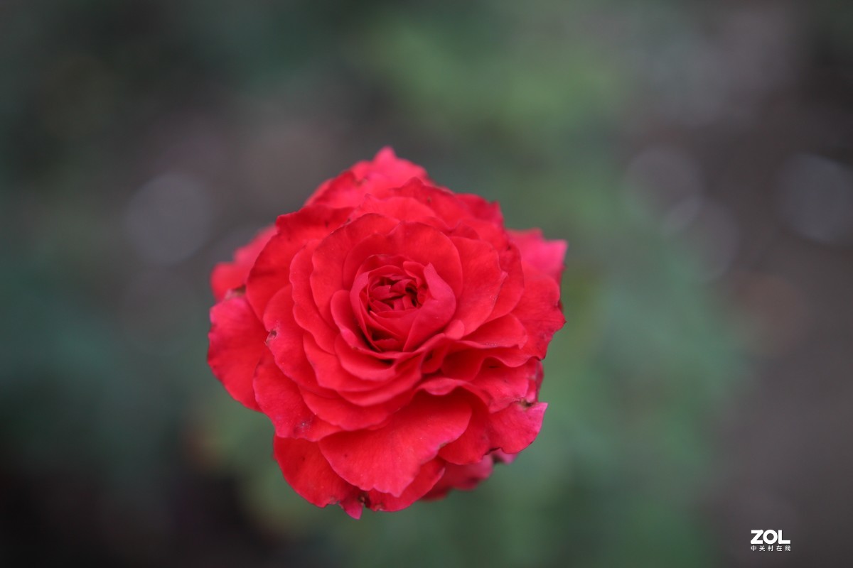 2021夏末压抑之微距