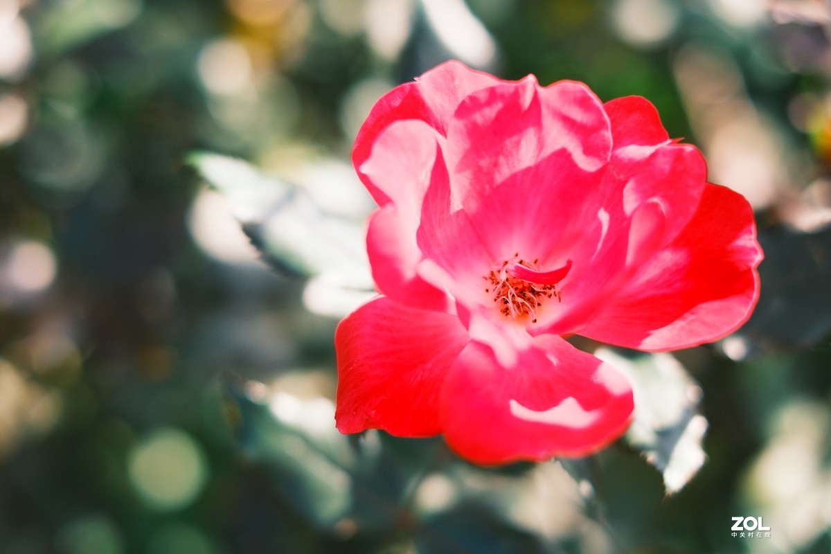 2021夏末压抑之微距