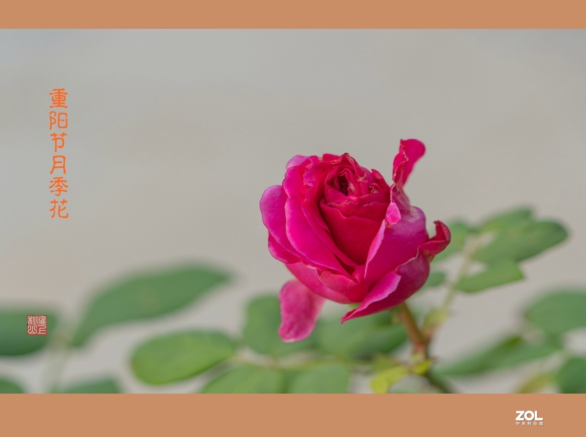 重阳节的月季花，祝东莞星空(中国)的老朋友节日快乐，健康长寿！！