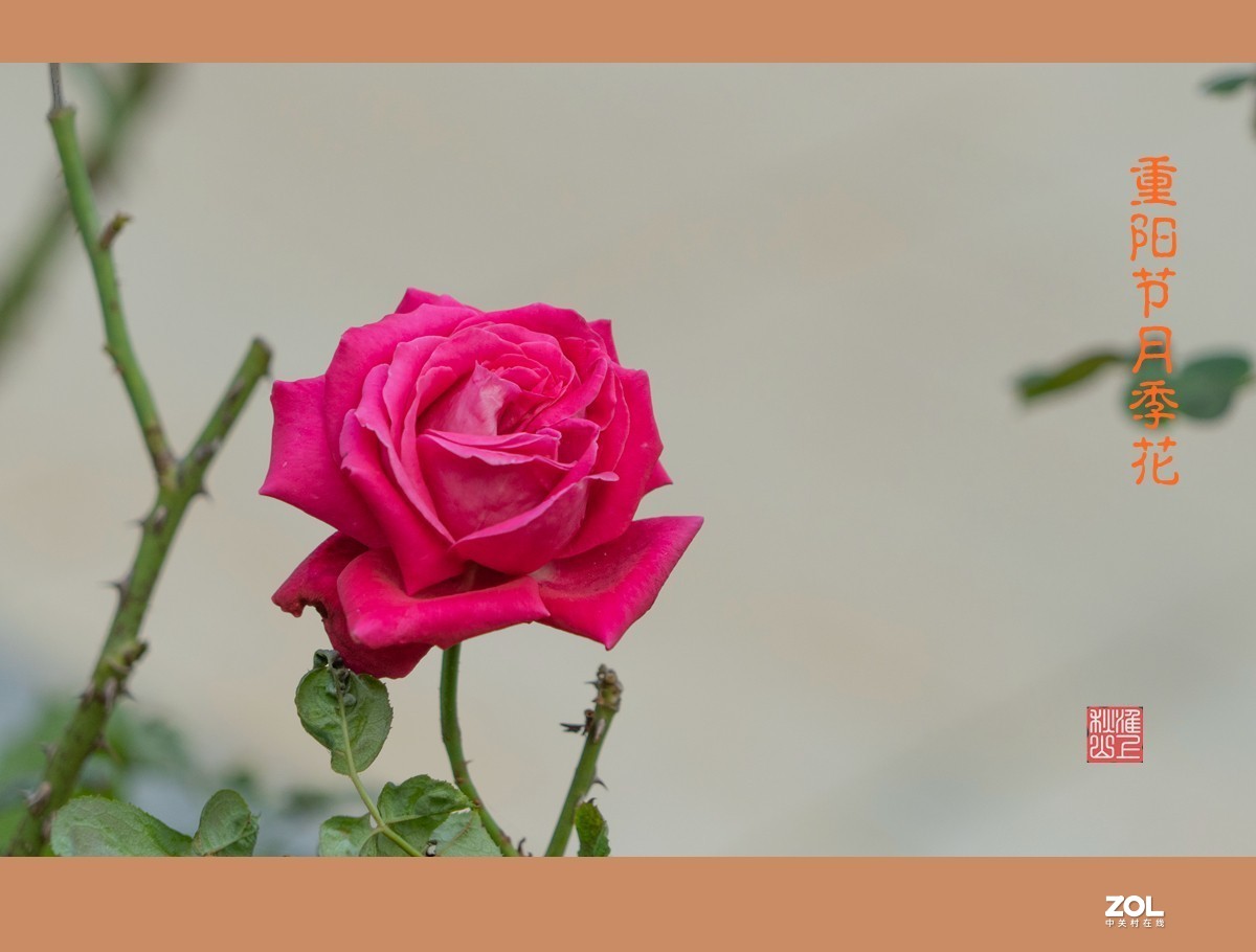 重阳节的月季花，祝东莞星空(中国)的老朋友节日快乐，健康长寿！！