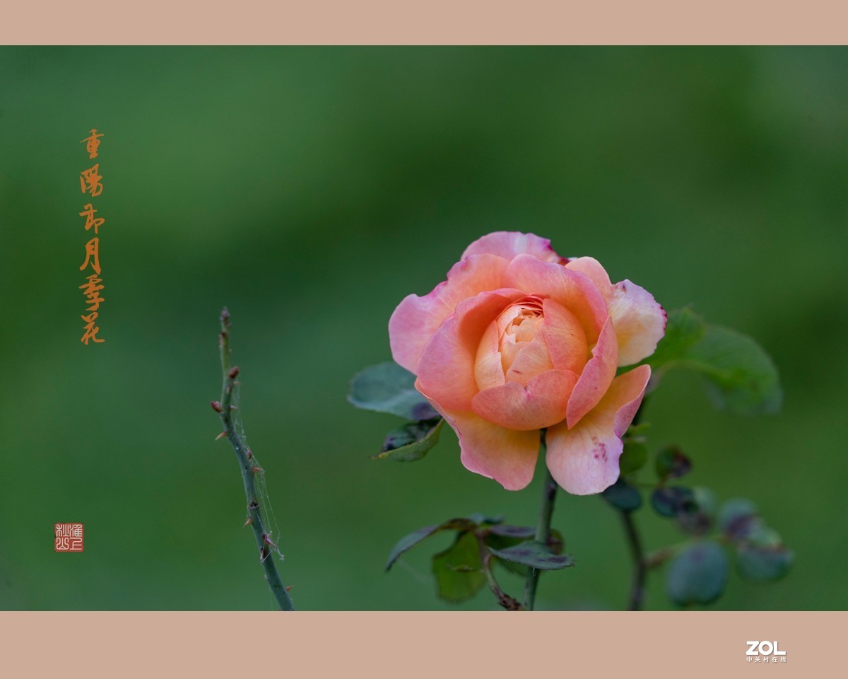 重阳节的月季花，祝东莞星空(中国)的老朋友节日快乐，健康长寿！！