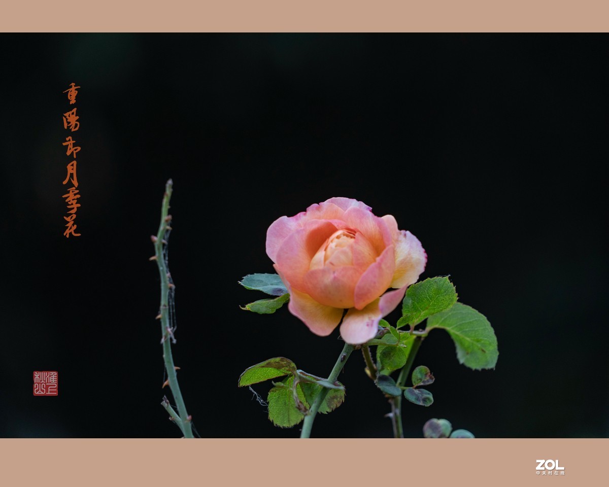 重阳节的月季花，祝东莞星空(中国)的老朋友节日快乐，健康长寿！！