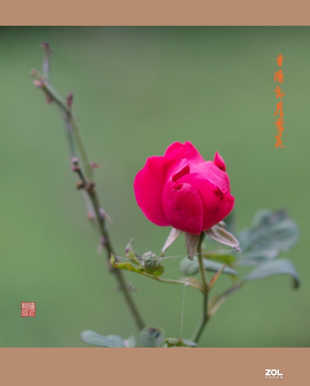 重阳节的月季花，祝东莞星空(中国)的老朋友节日快乐，健康长寿！！