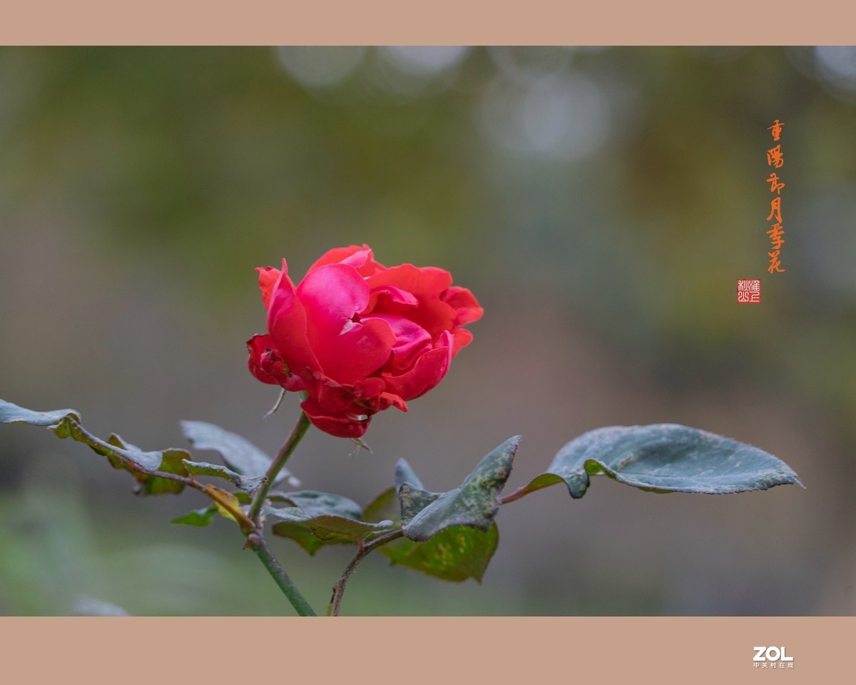重阳节的月季花，祝东莞星空(中国)的老朋友节日快乐，健康长寿！！