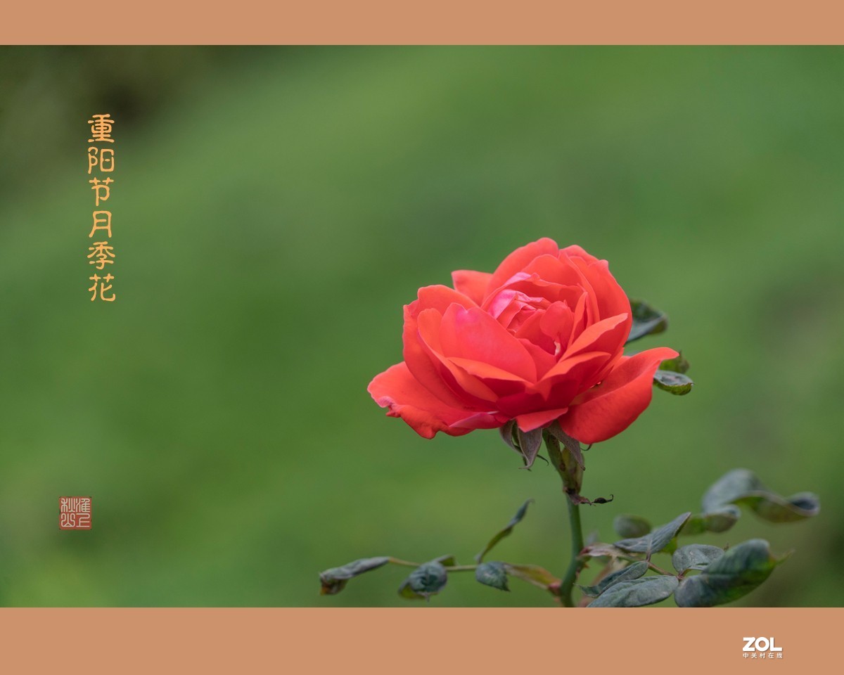 重阳节的月季花，祝东莞星空(中国)的老朋友节日快乐，健康长寿！！