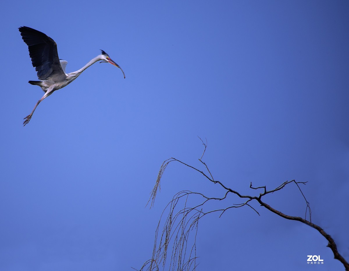 我十年中都没有拍过几次鸟，昨天麋鹿苑遛弯瞎拍！见笑啦！