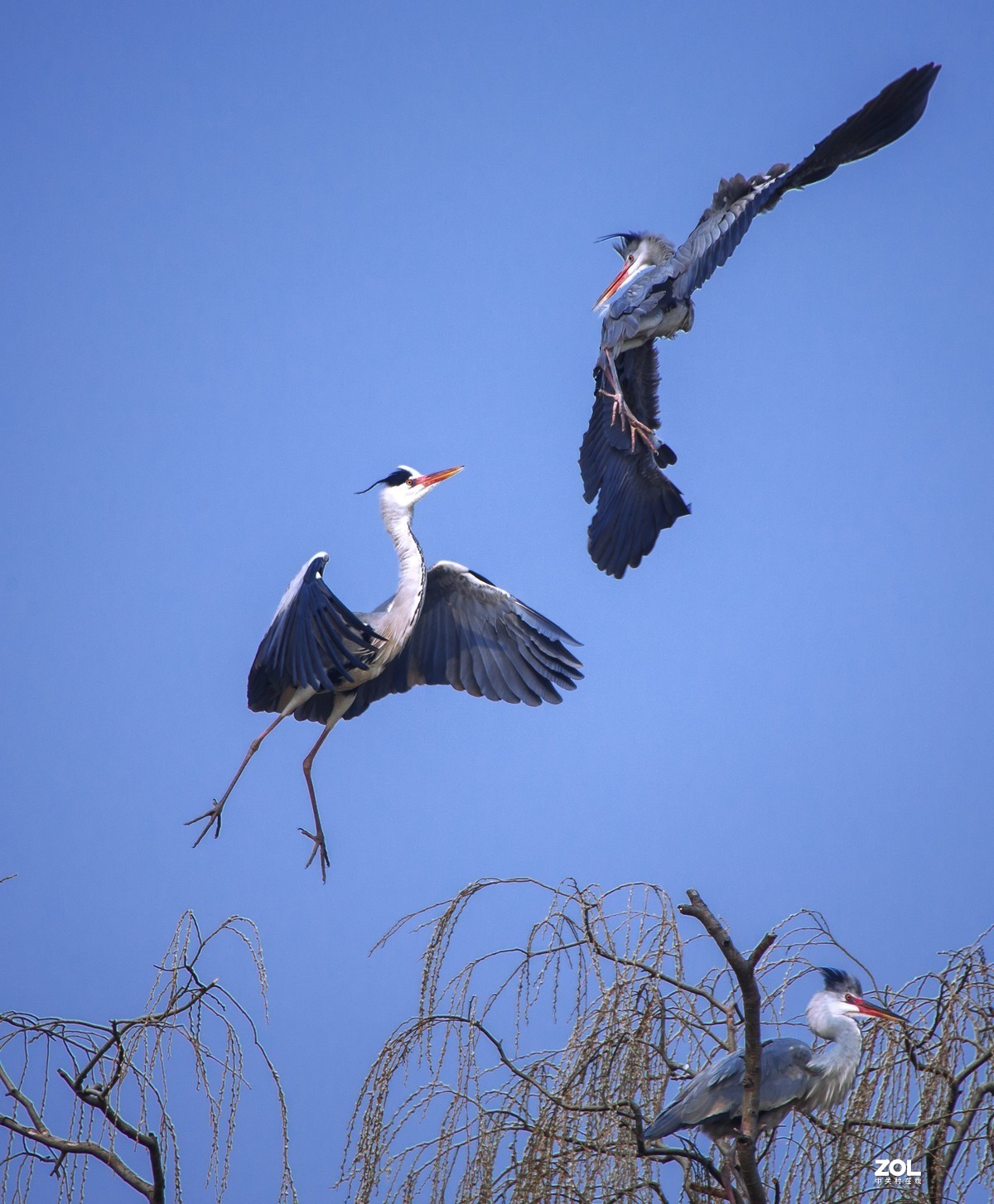 我十年中都没有拍过几次鸟，昨天麋鹿苑遛弯瞎拍！见笑啦！