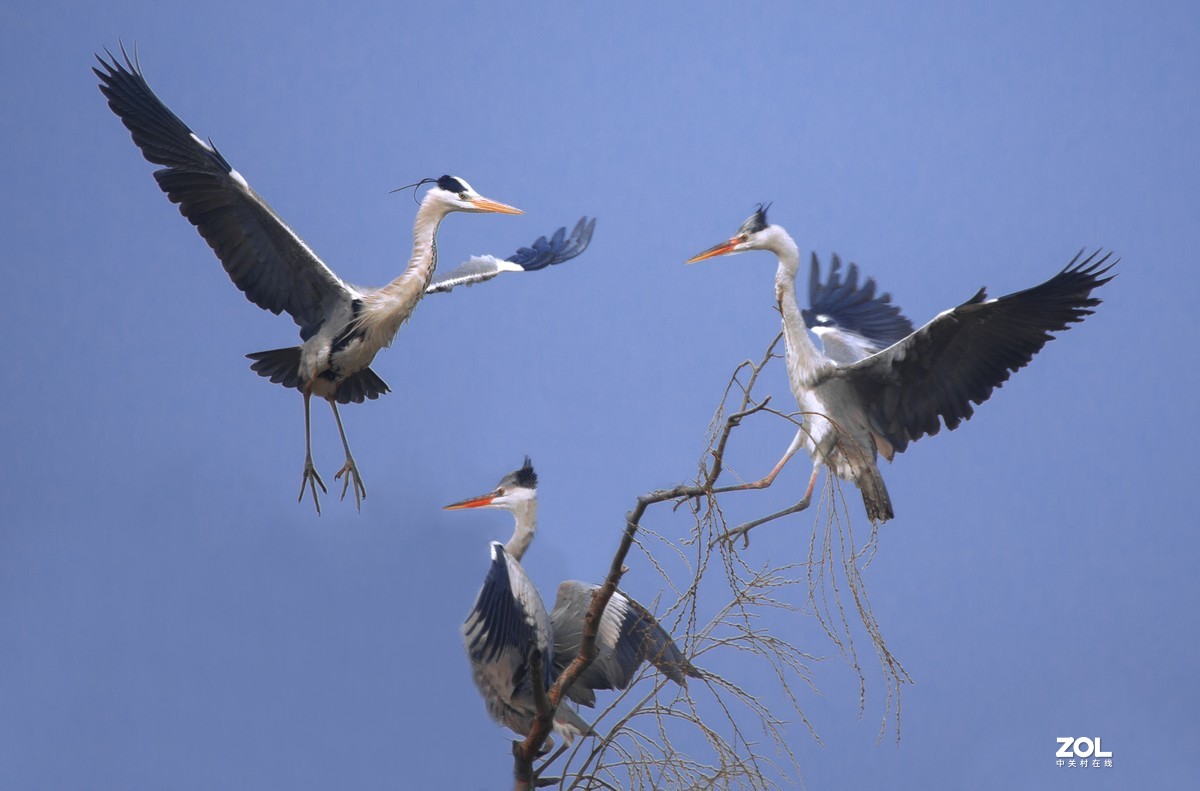 我十年中都没有拍过几次鸟，昨天麋鹿苑遛弯瞎拍！见笑啦！