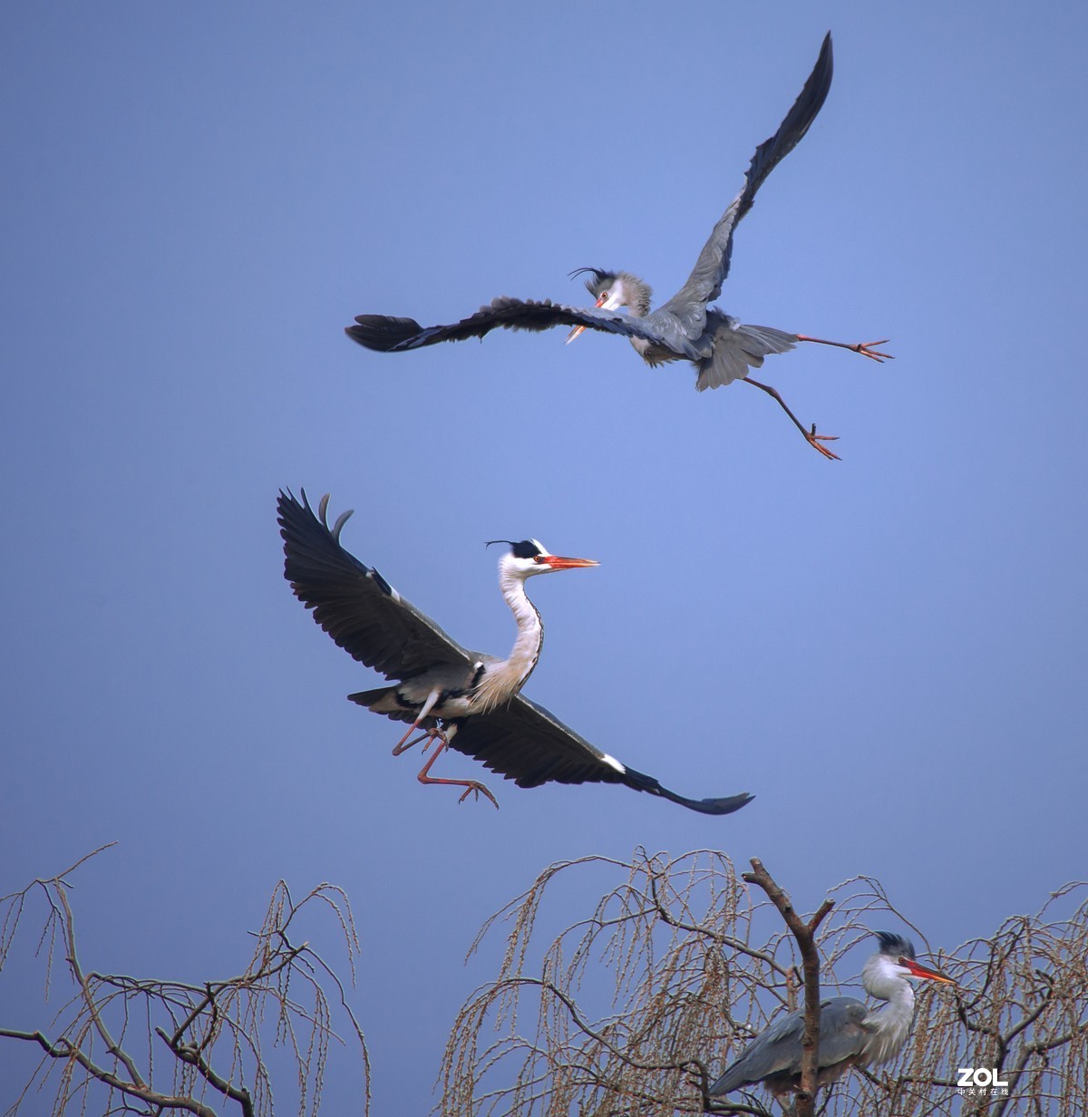 我十年中都没有拍过几次鸟，昨天麋鹿苑遛弯瞎拍！见笑啦！