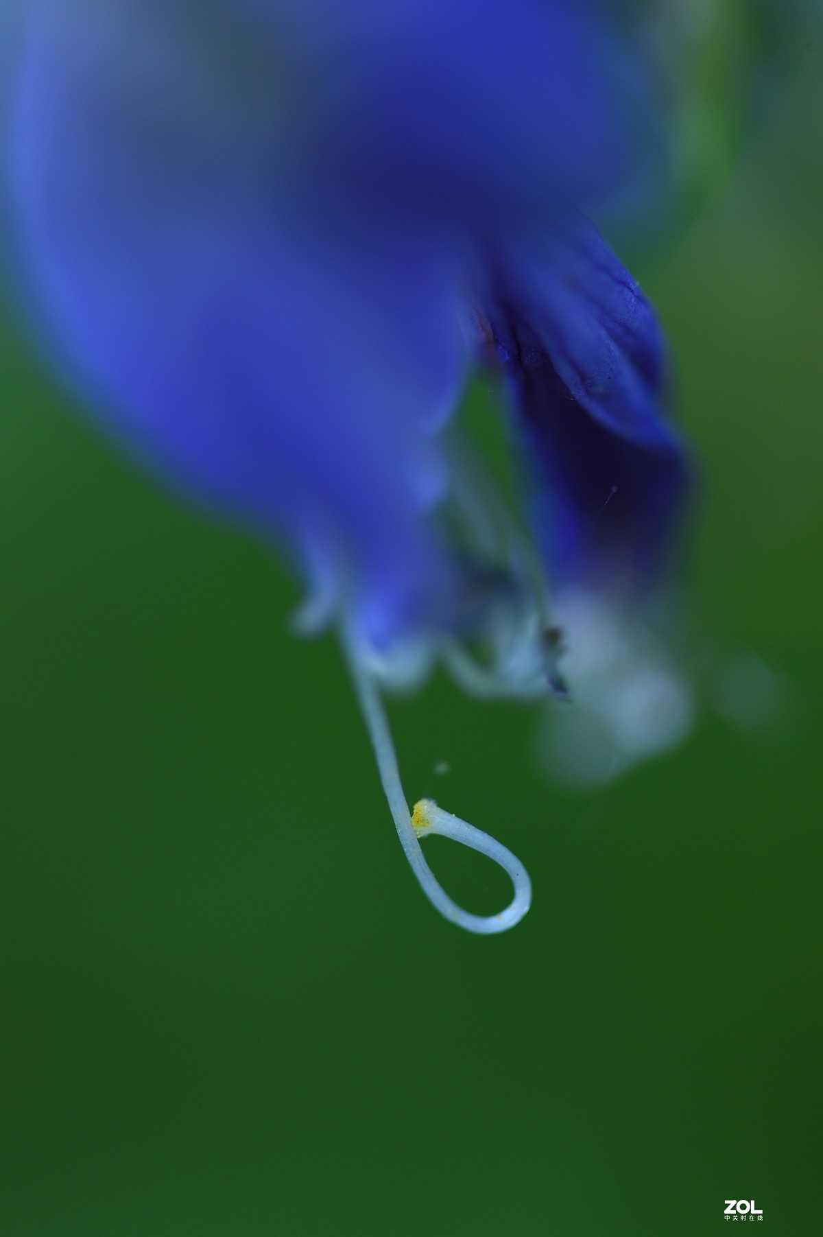 2021夏末压抑之微距