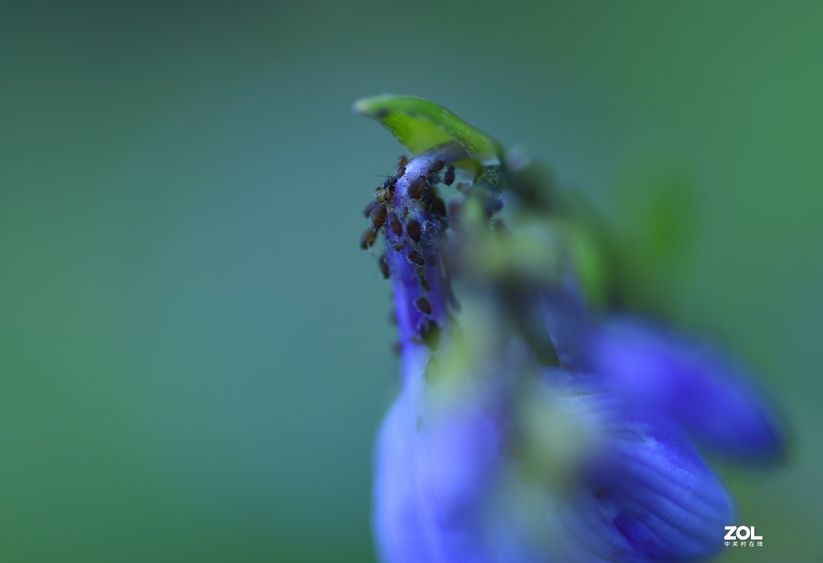 2021夏末压抑之微距