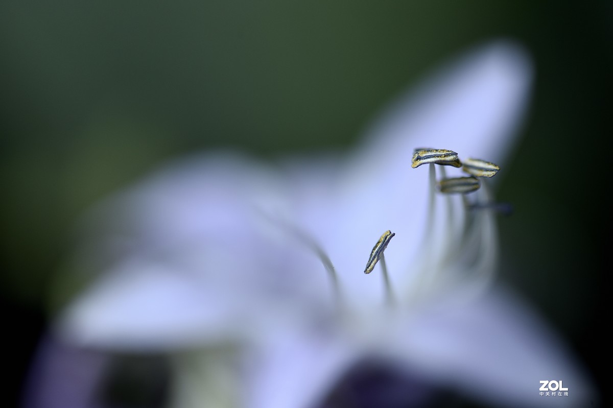 2021夏末压抑之微距