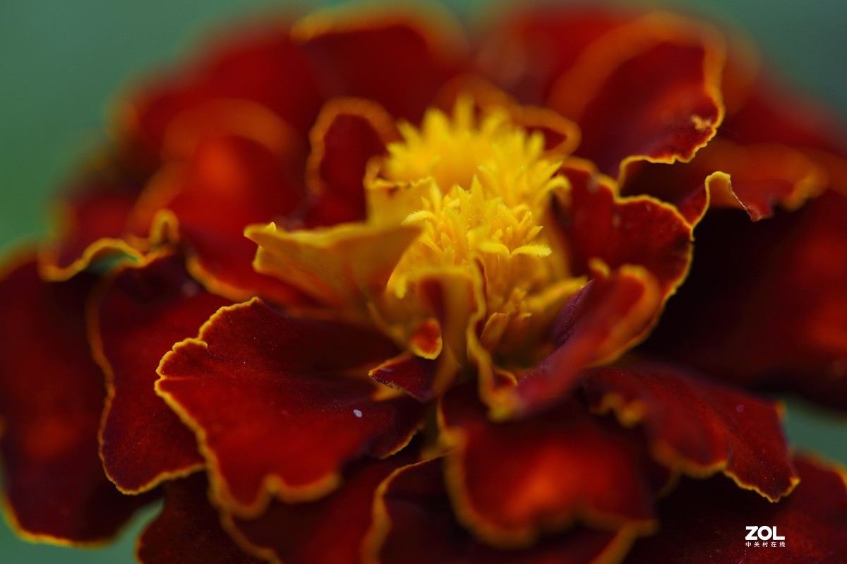 2021夏末压抑之微距