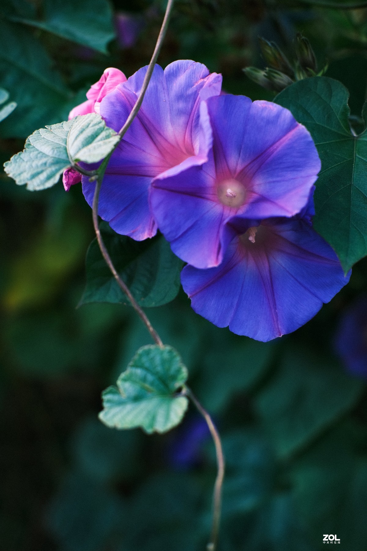 2021夏末压抑之微距