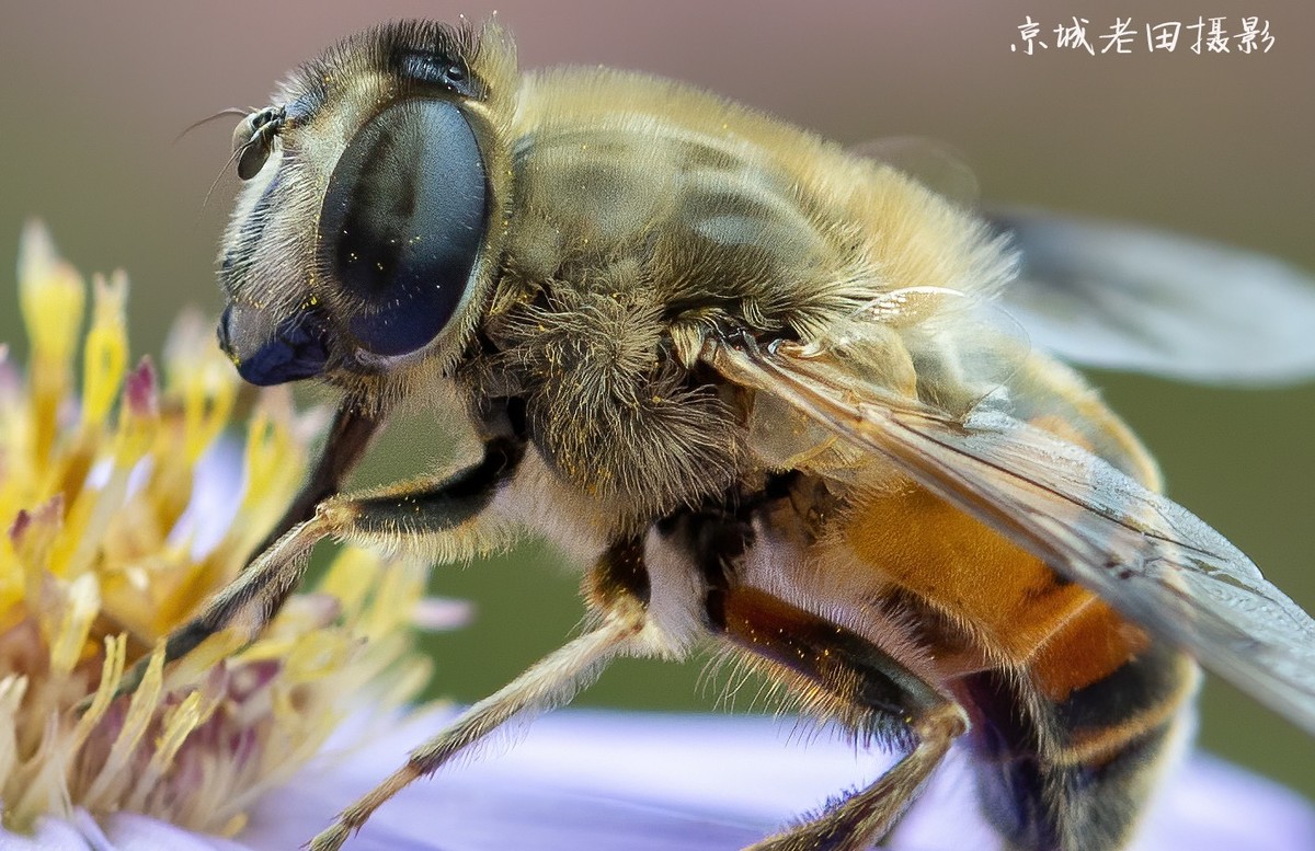 适马macro  105 mm f2.8  ex  dg os hsm 微距 拍摄的蜜蜂