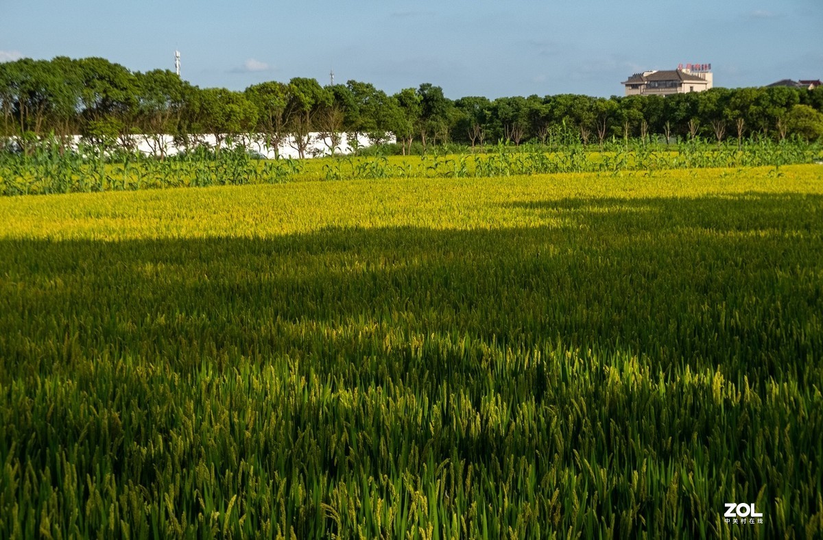 魔都最美丽的乡村