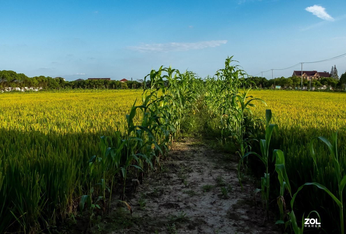 魔都最美丽的乡村