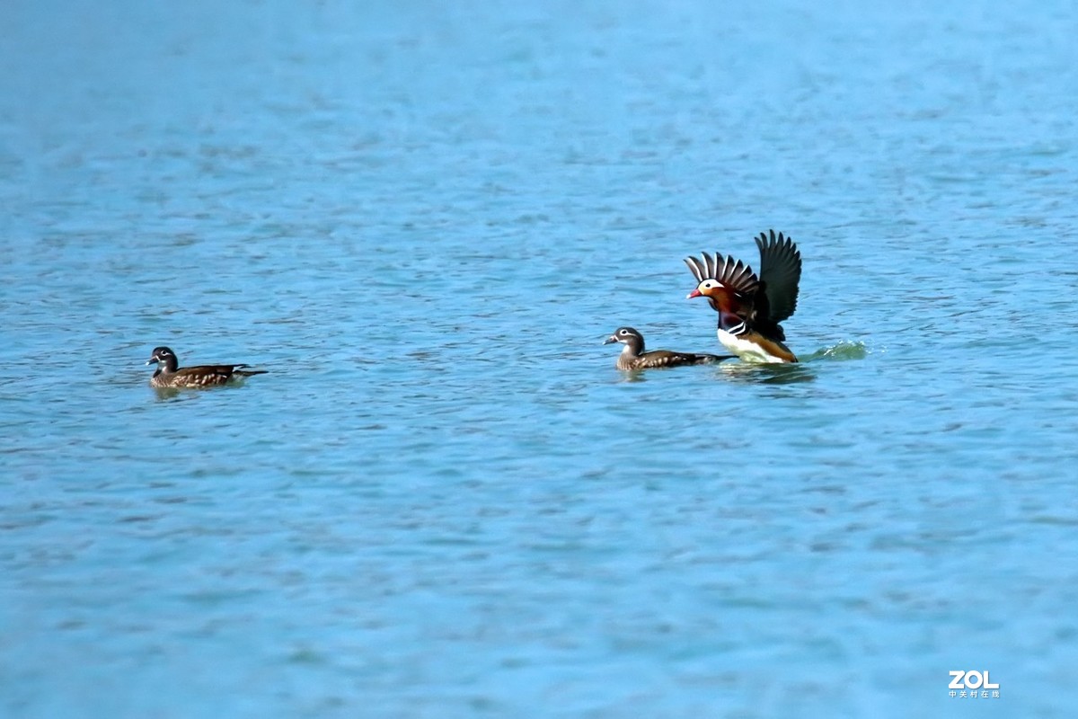 旧片_抓拍的鸳鸯