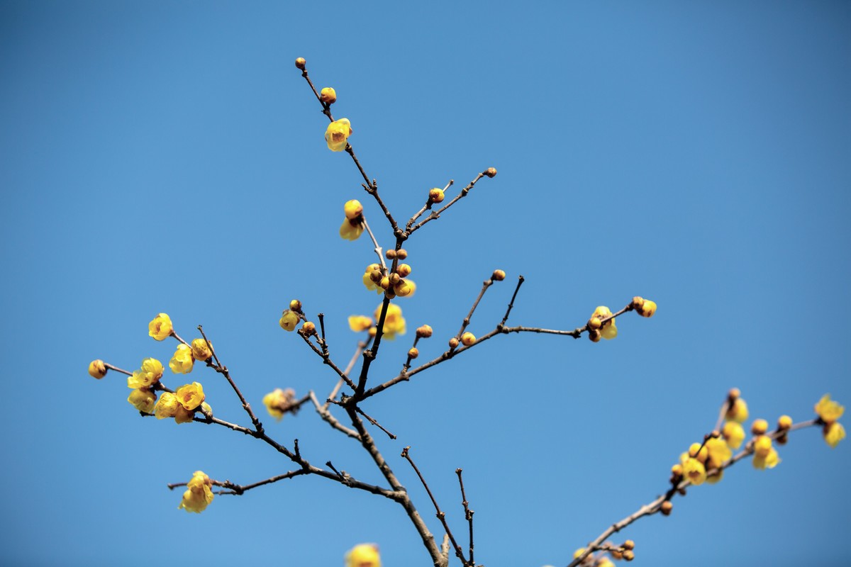 横枝疏影暗香来