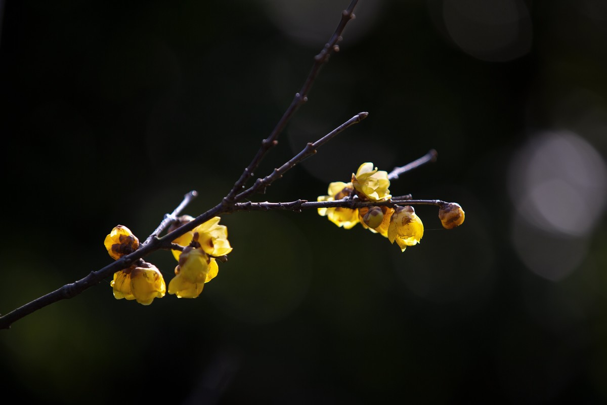 横枝疏影暗香来