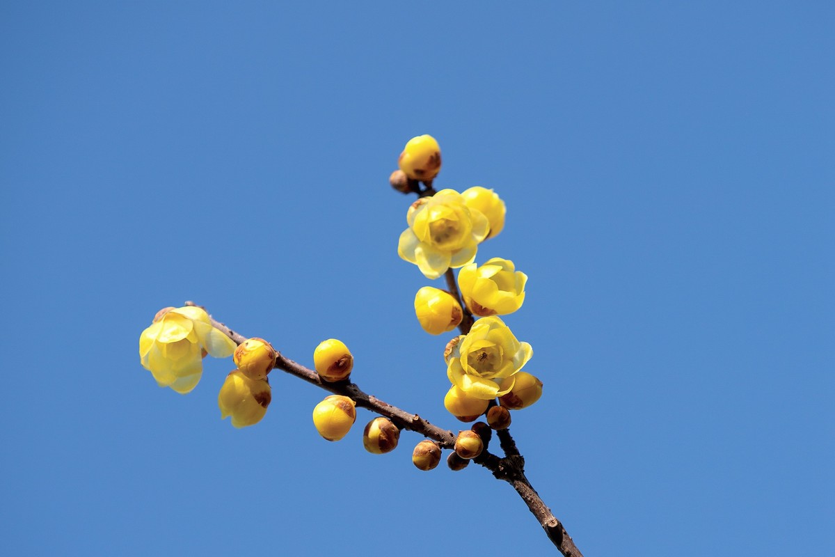 横枝疏影暗香来