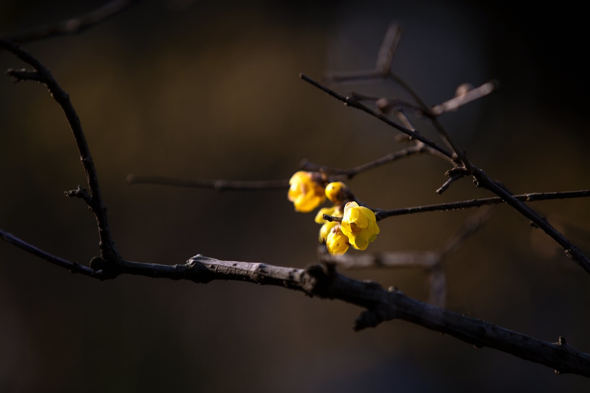 横枝疏影暗香来