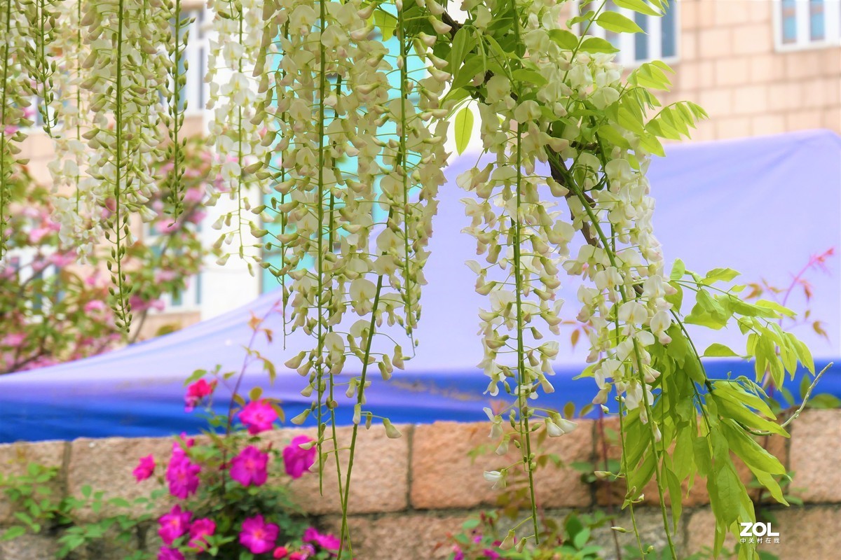 【紫藤】——摄于上海嘉定紫藤园