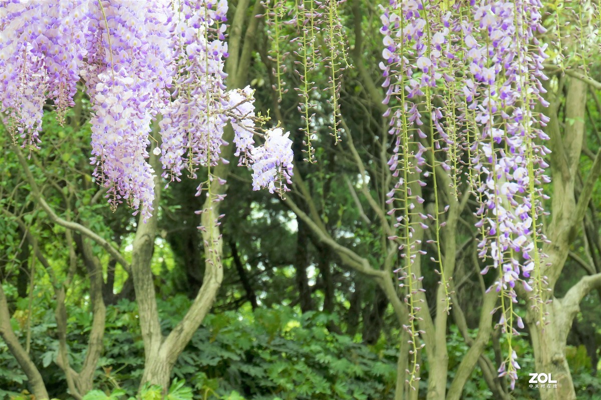 【紫藤】——摄于上海嘉定紫藤园