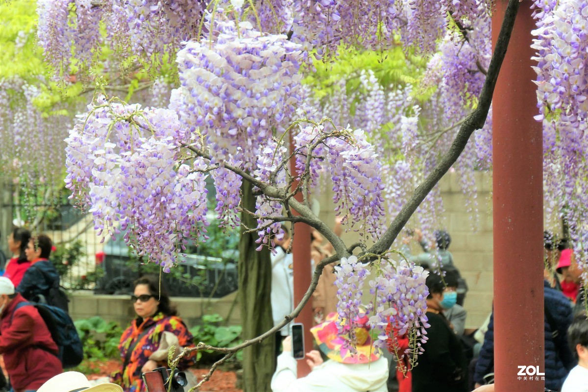 【紫藤】——摄于上海嘉定紫藤园