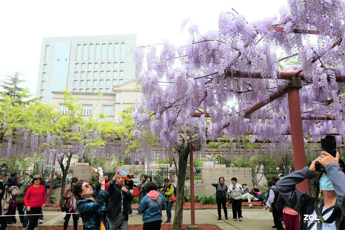 【紫藤】——摄于上海嘉定紫藤园