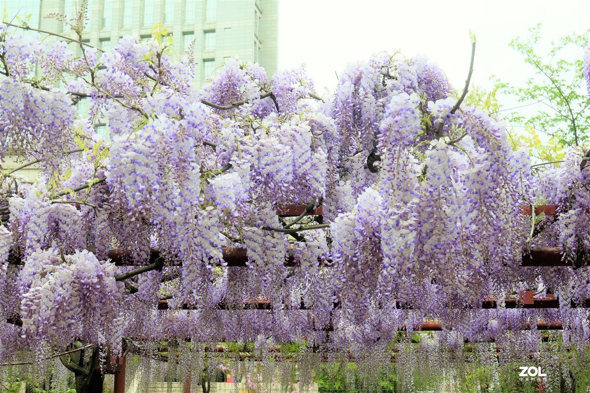 【紫藤】——摄于上海嘉定紫藤园