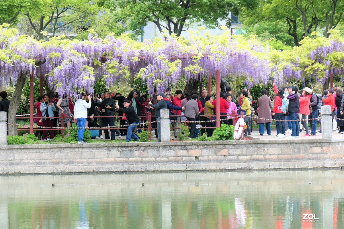 【紫藤】——摄于上海嘉定紫藤园