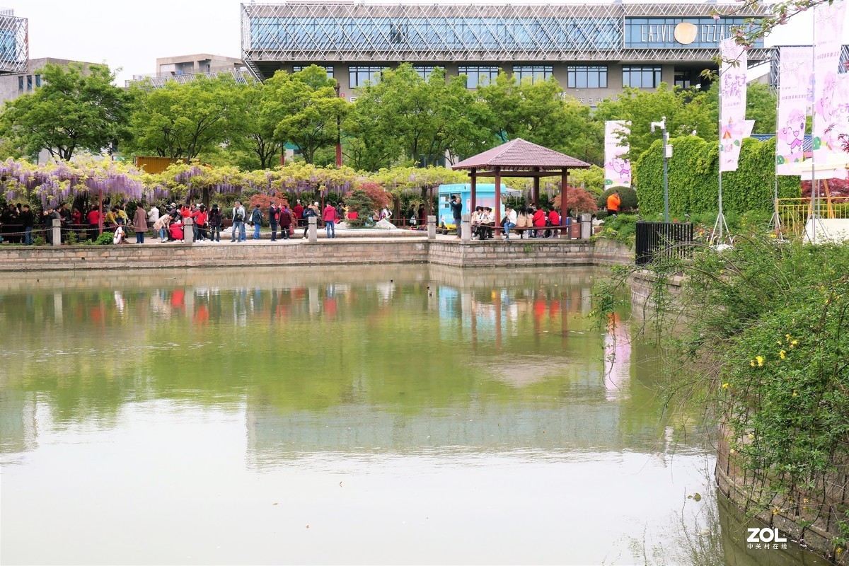 【紫藤】——摄于上海嘉定紫藤园