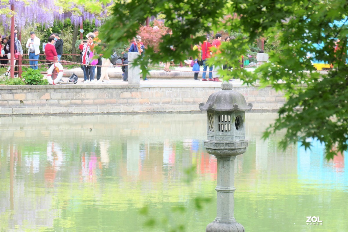 【紫藤】——摄于上海嘉定紫藤园