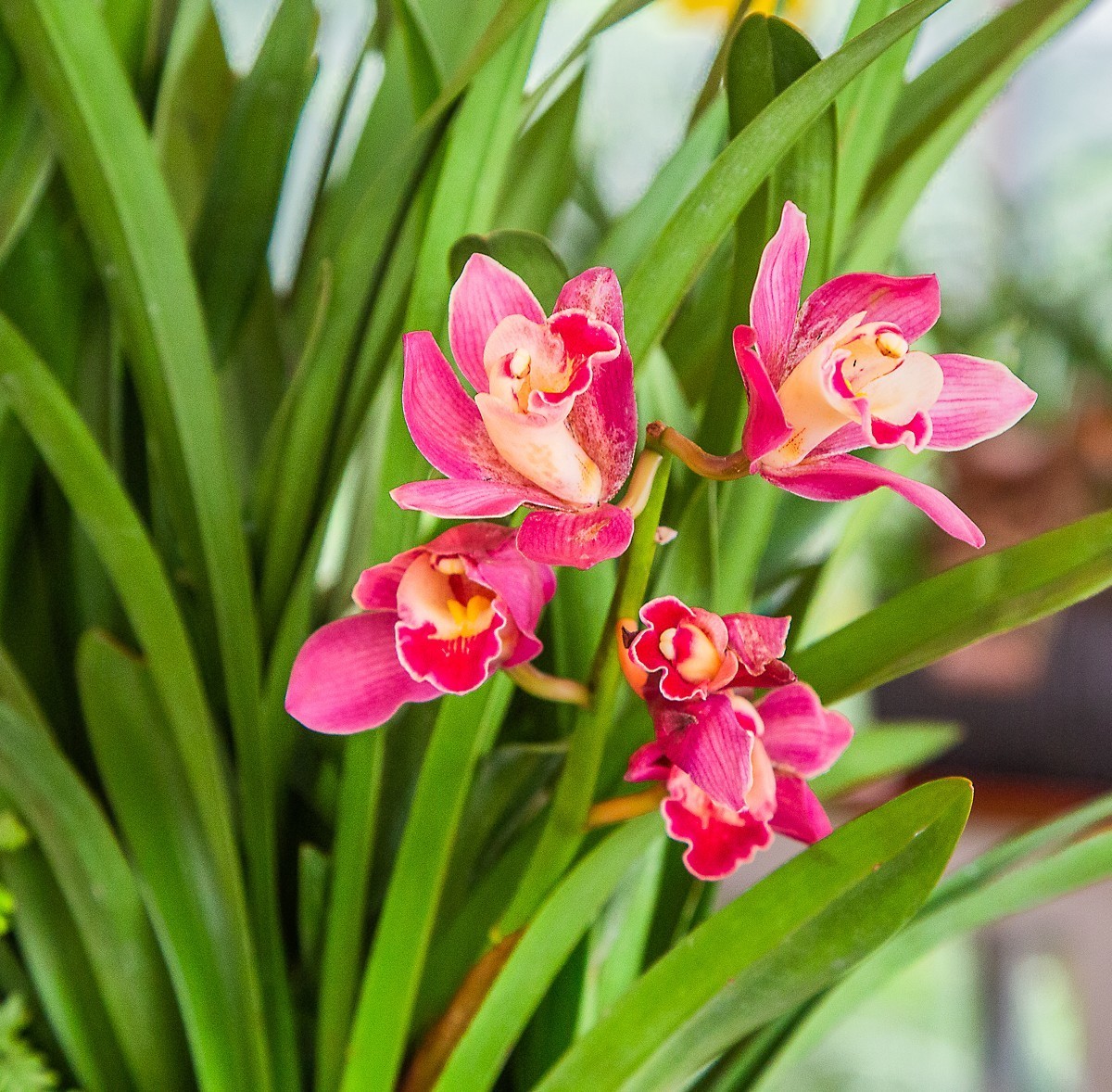 20210312仪征阿波罗花园兰花一