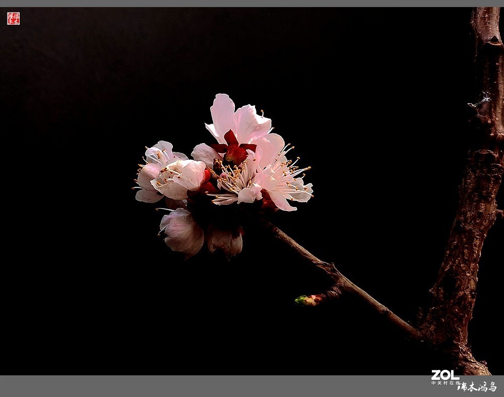 【迭花漫语】春花朵朵，你是“疫”春醉美的那一朵